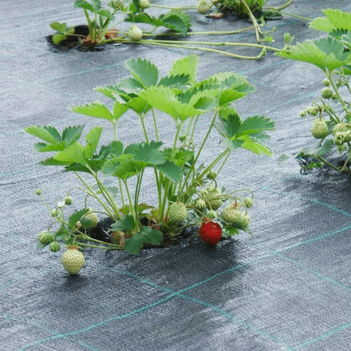 Защита почвы от сорняков геотканью, фото